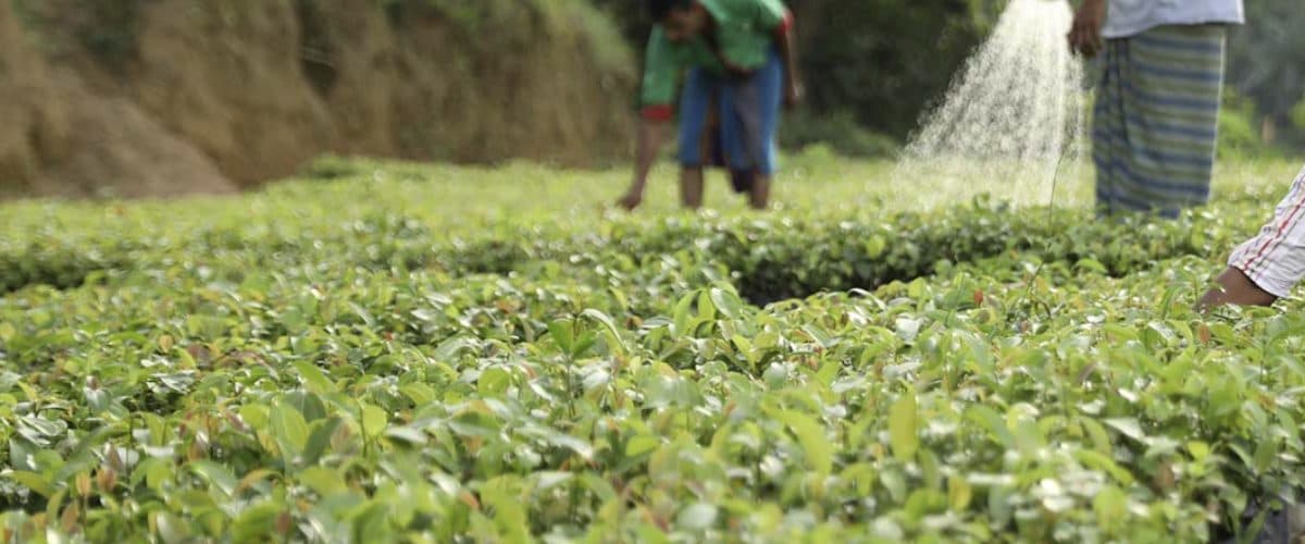 Diyesta workers tending organic Ceylon cinnamon plants by hand on the Diyadola Estate in Sri Lanka