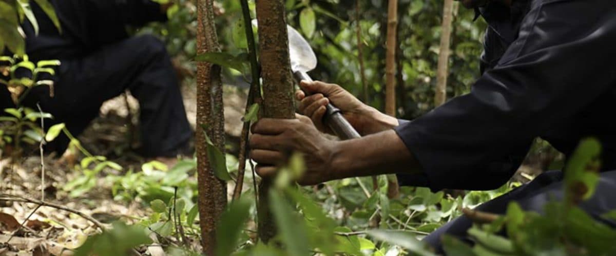 A Diyadola Estate worker harvesting a Ceylon cinnamon stem by hand in the plantation