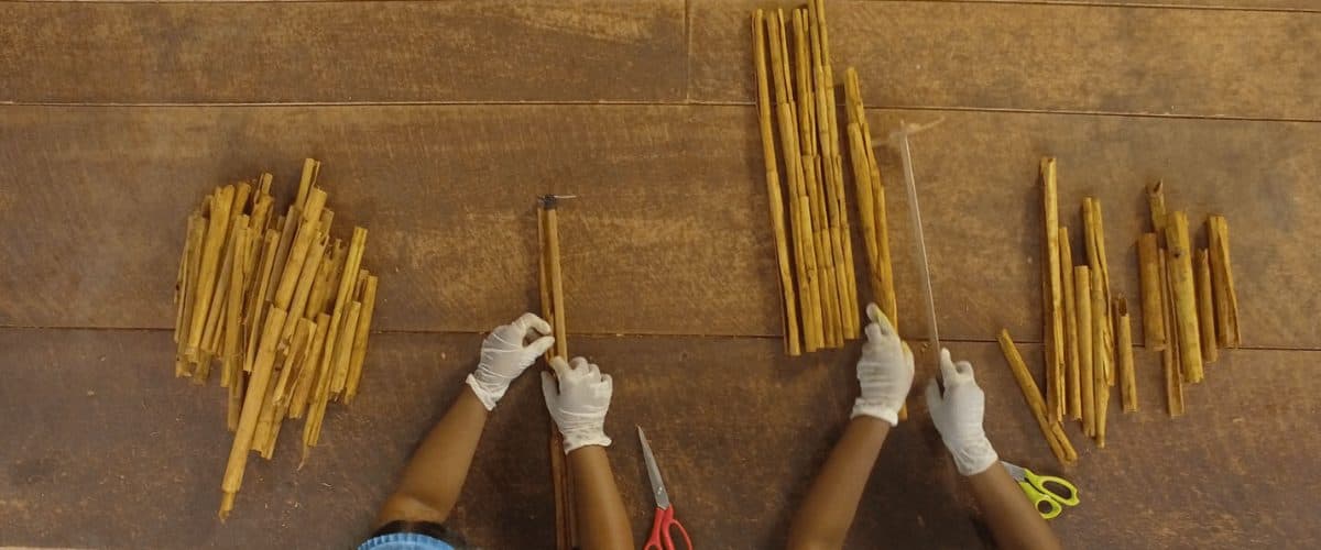 Gloved Diyesta workers hand-sorting and grading freshly peeled Ceylon cinnamon quills