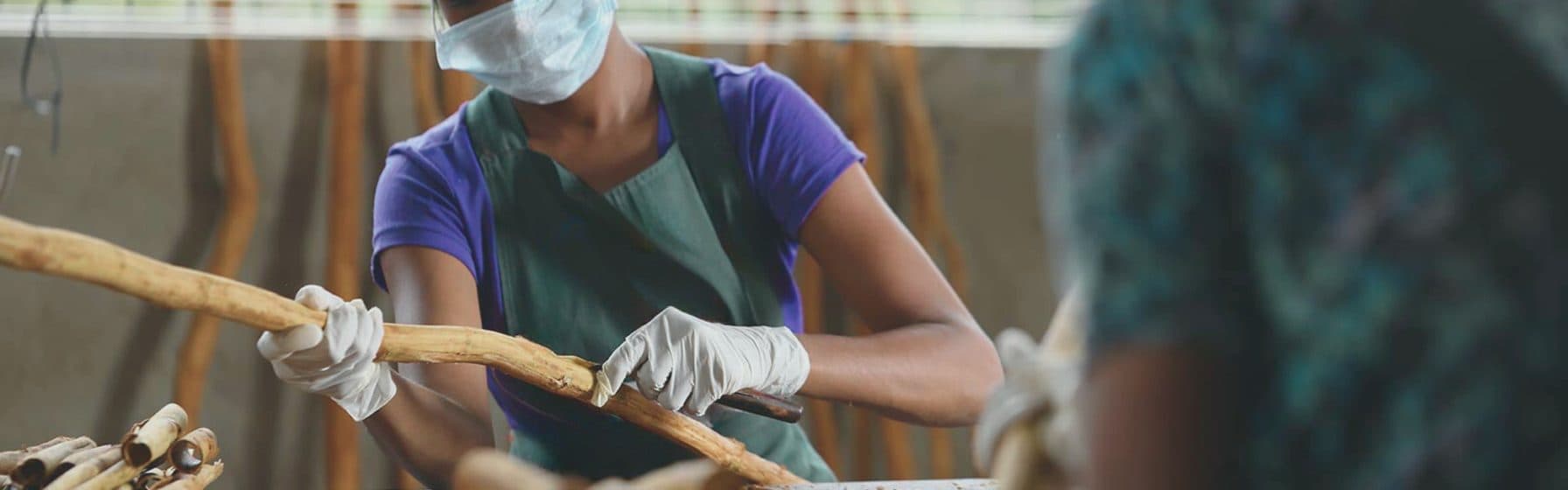A Diyesta worker in mask and gloves carefully peeling Ceylon cinnamon under hygienic conditions